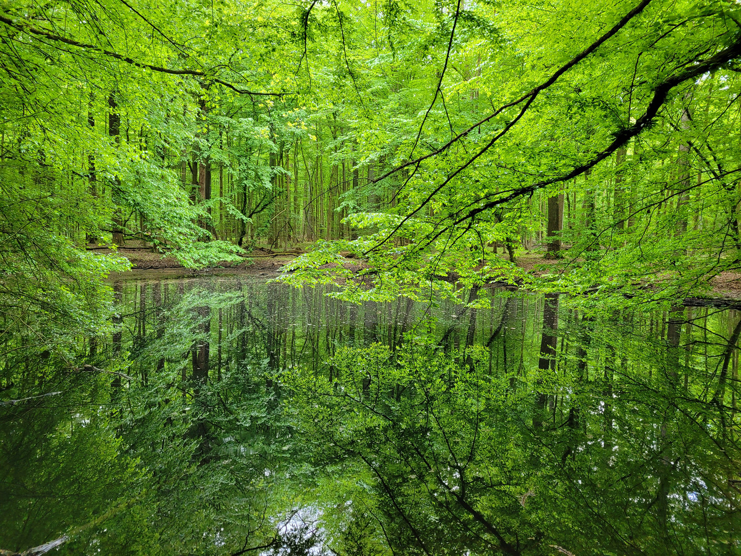 Frühling im Wald 