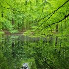 Frühling im Wald 