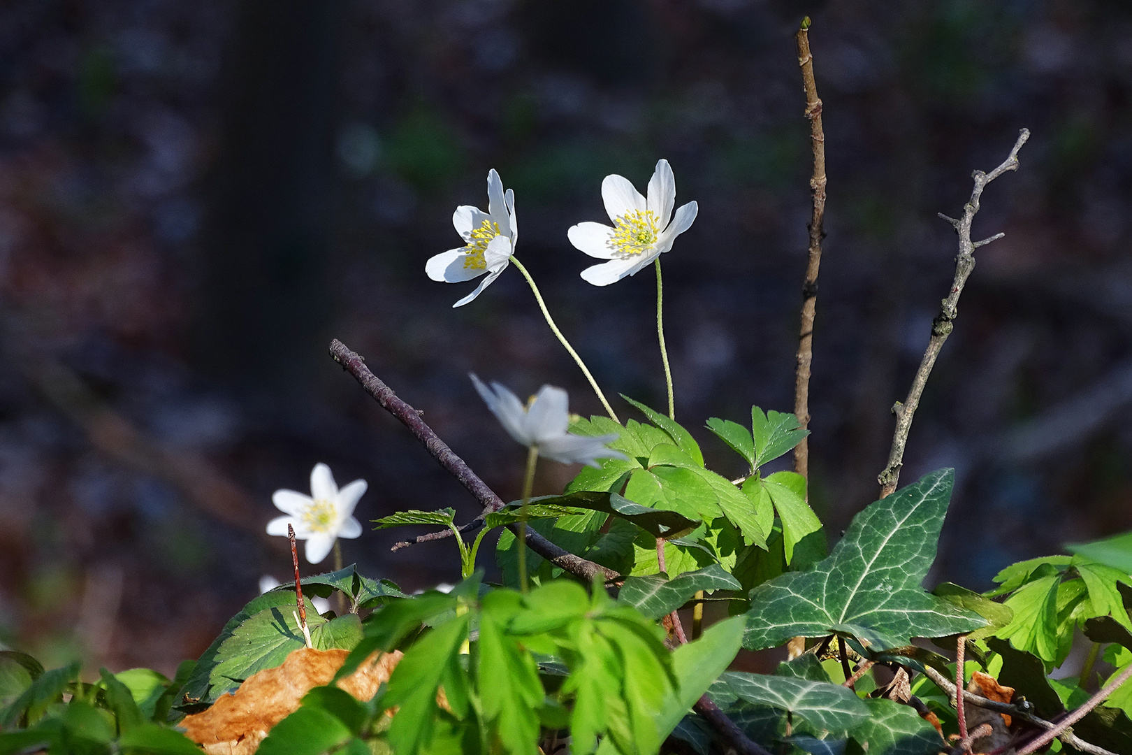 Frühling im Wald