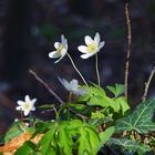 Frühling im Wald