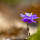 Frühling im Wald