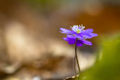 Frühling im Wald