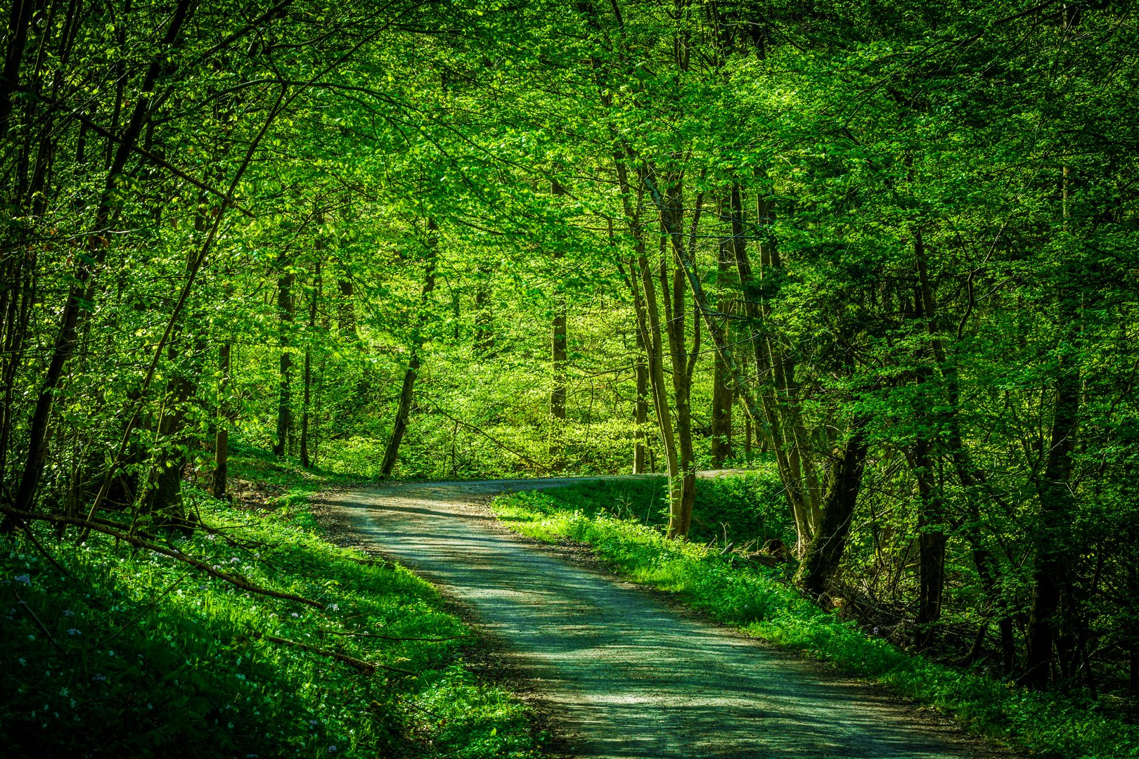 Frühling im Wald