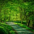 Frühling im Wald