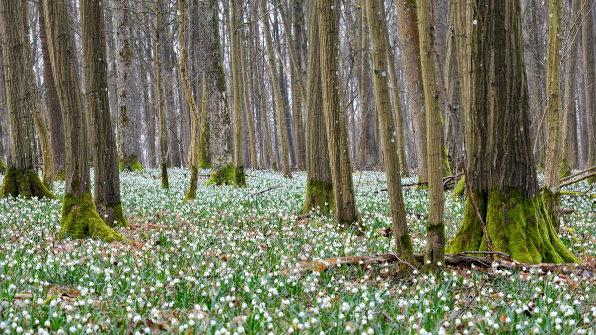 Frühling im Wald - der Märzenbecher blüht so weit man sehen kann!