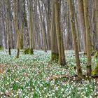 Frühling im Wald - der Märzenbecher blüht so weit man sehen kann!