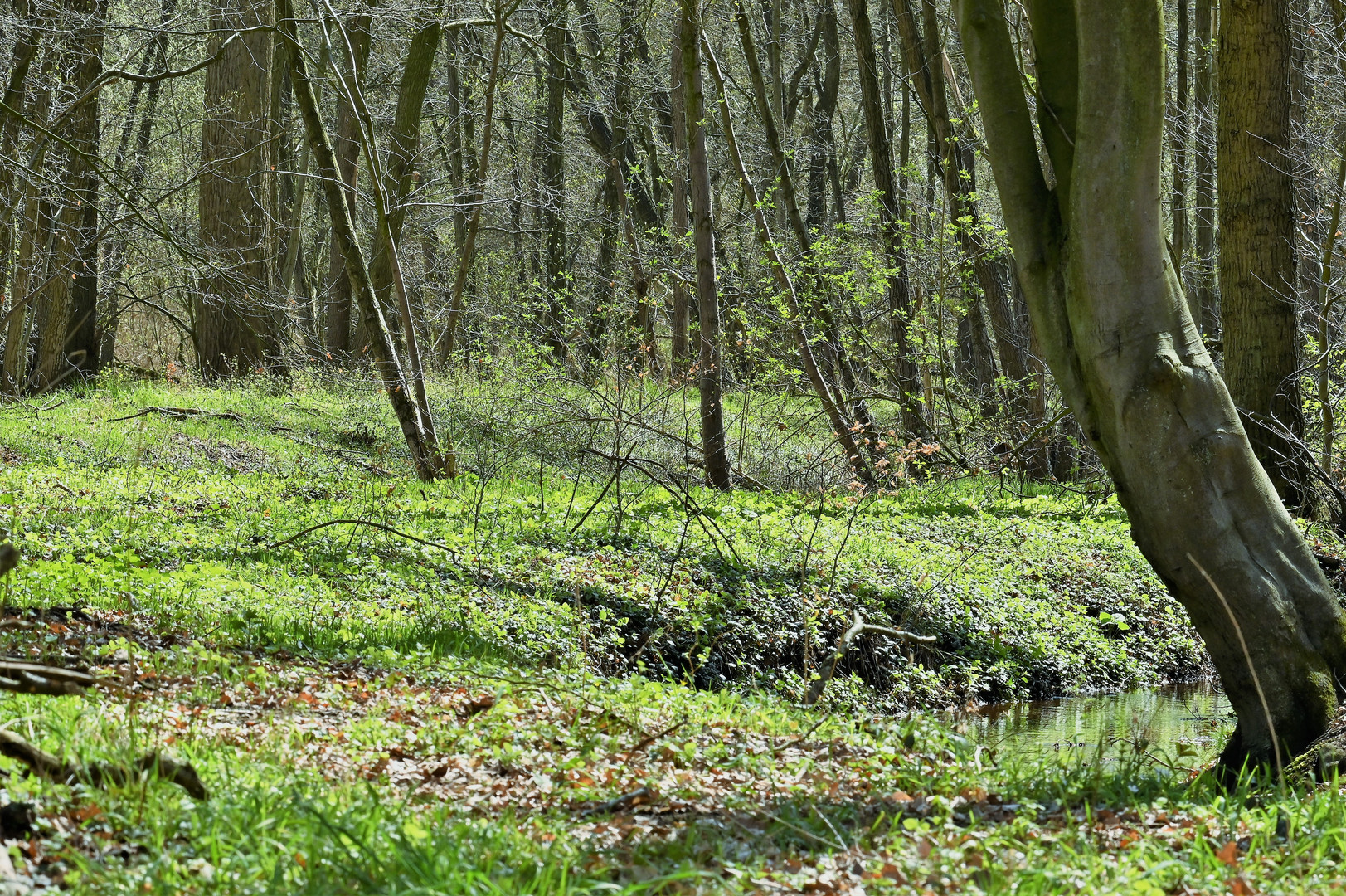 Frühling im Wald