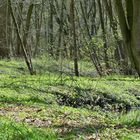 Frühling im Wald