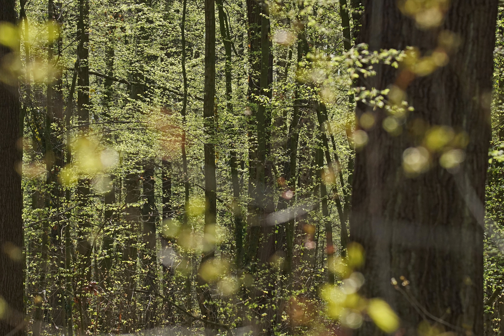 Frühling im Wald