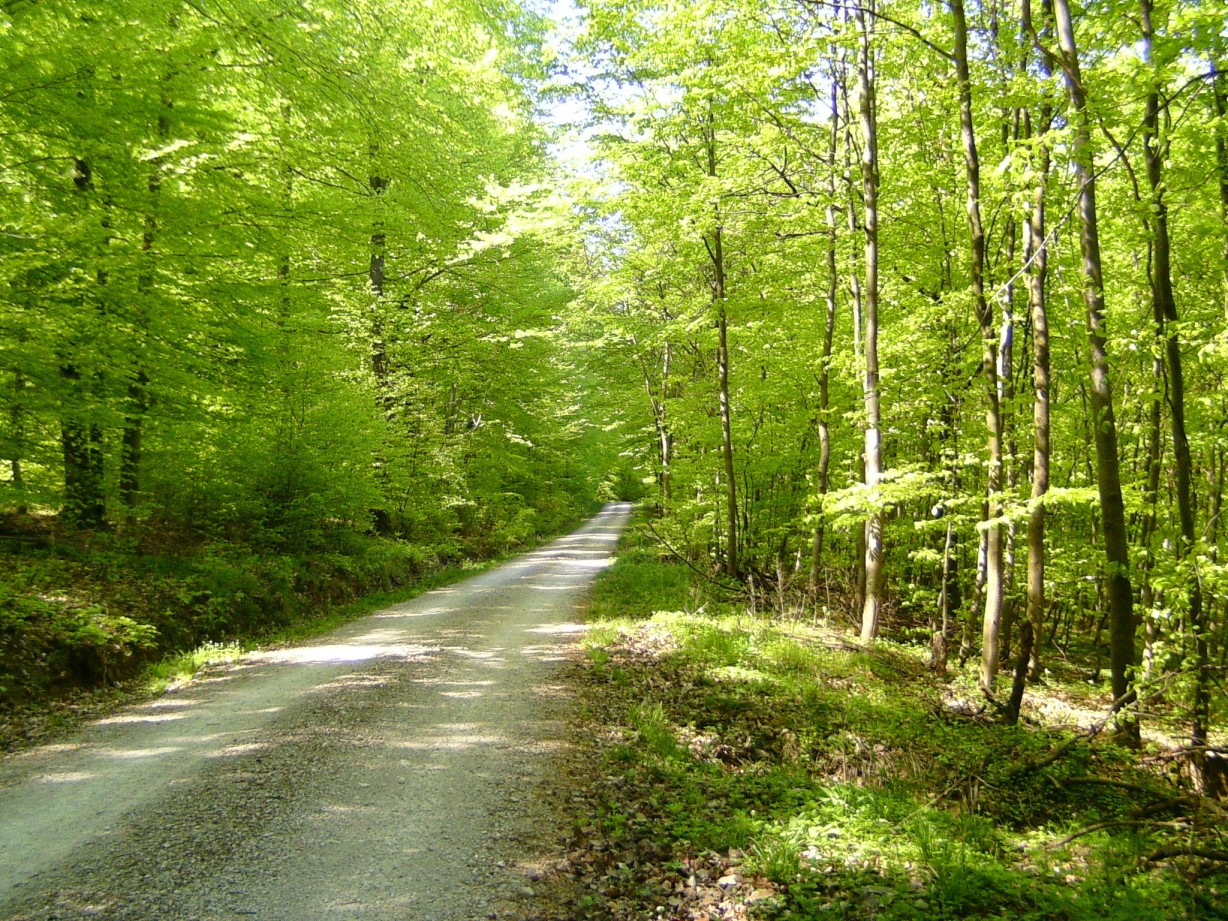 Frühling im Wald