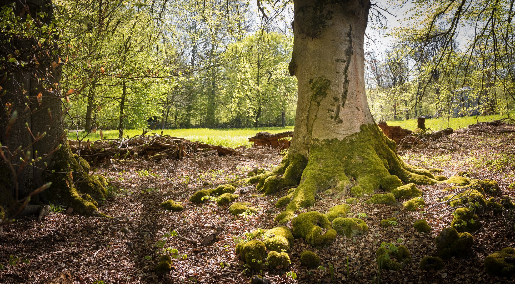 Frühling im Wald