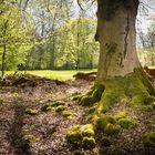 Frühling im Wald