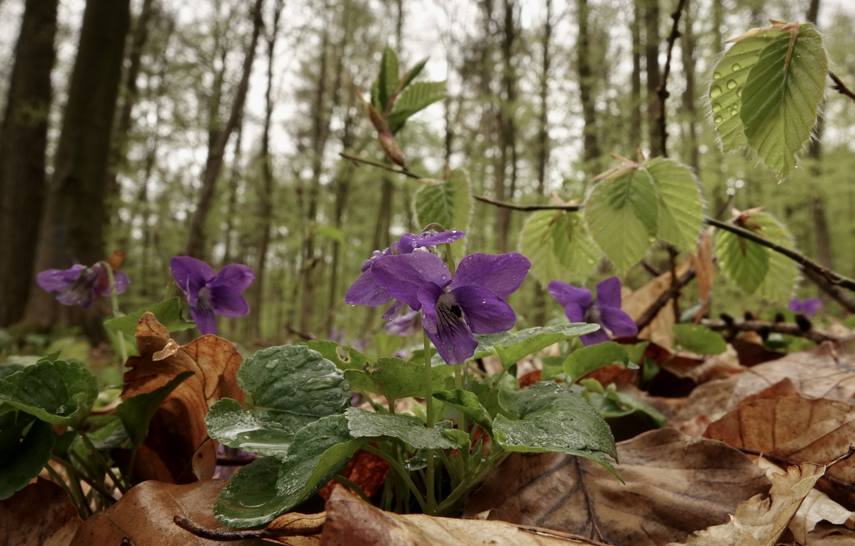 Frühling im Wald. 