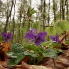 Frühling im Wald. 