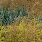 Frühling im Wald