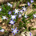 Frühling im Wald