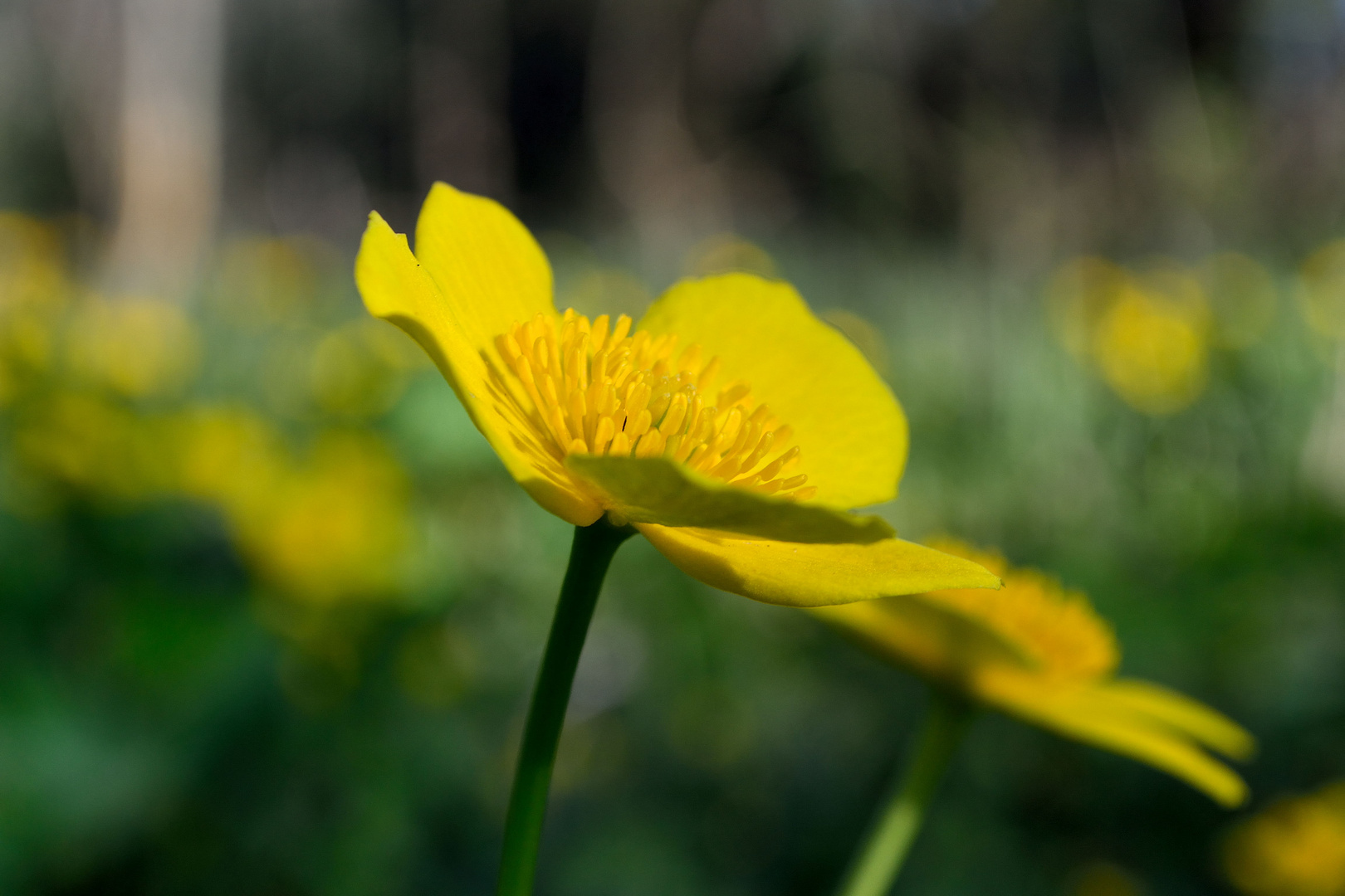 Frühling im Wald