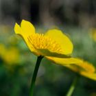 Frühling im Wald