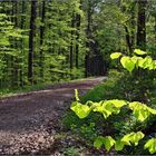 Frühling im Wald