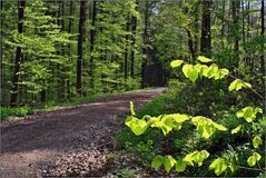 Frühling im Wald