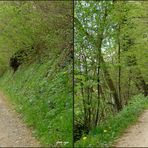 Frühling im Wald 