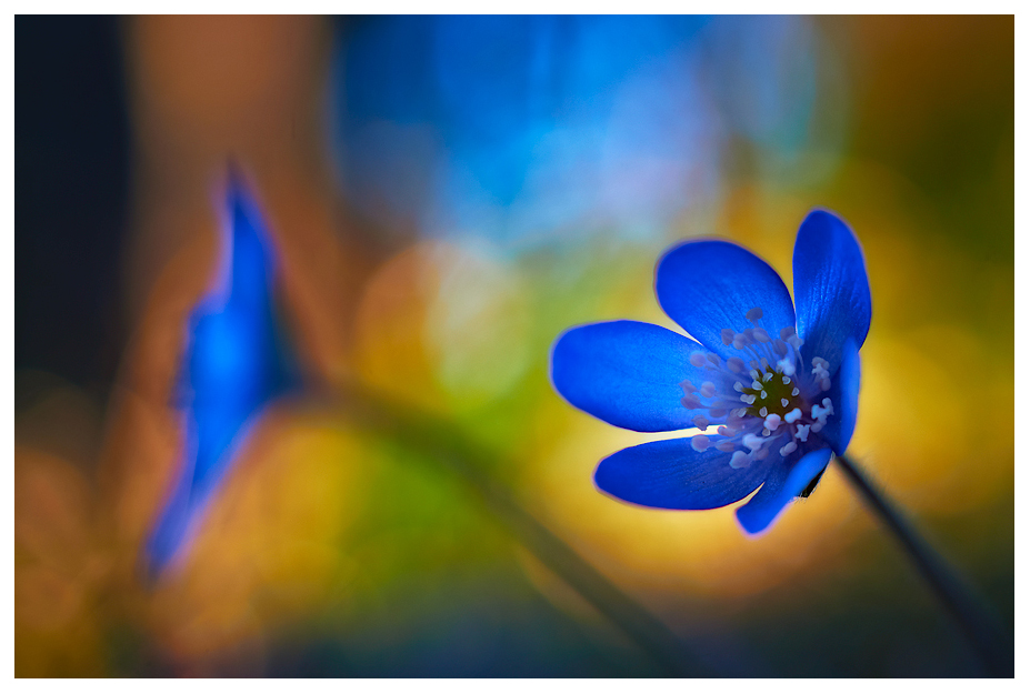 Frühling im Wald II