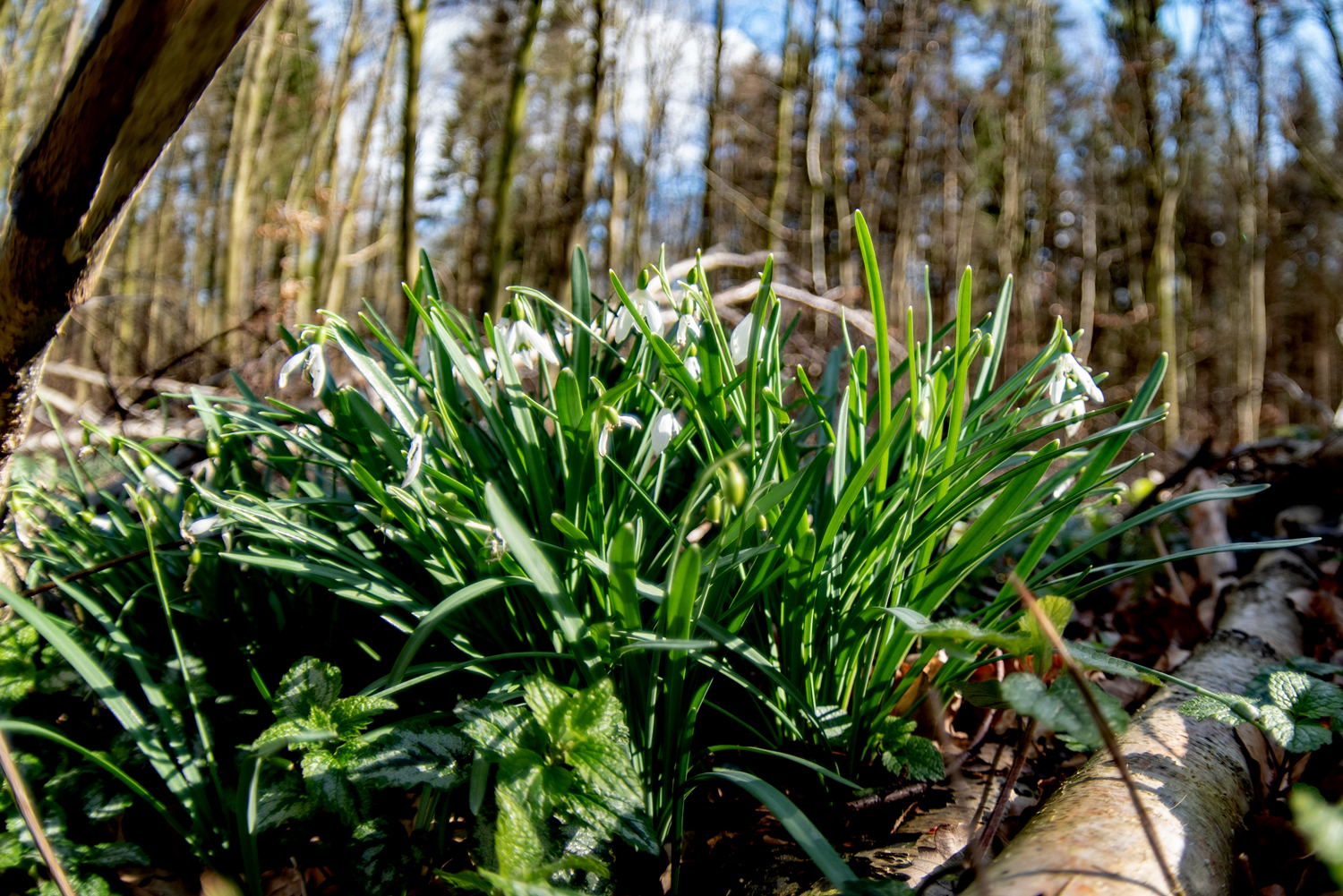 Frühling im Wald mit Buschwindröschen, Moos und Schneeglöckchen