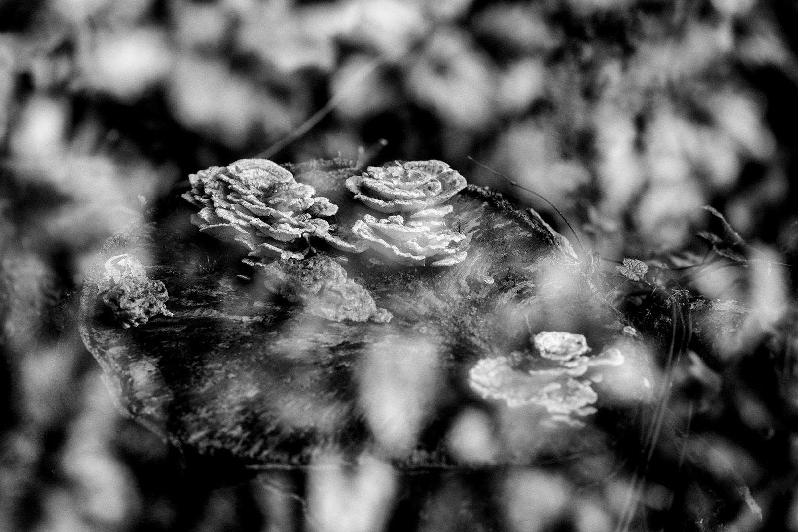 Frühling im Wald mit Buschwindröschen, Moos und Schneeglöckchen