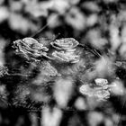 Frühling im Wald mit Buschwindröschen, Moos und Schneeglöckchen