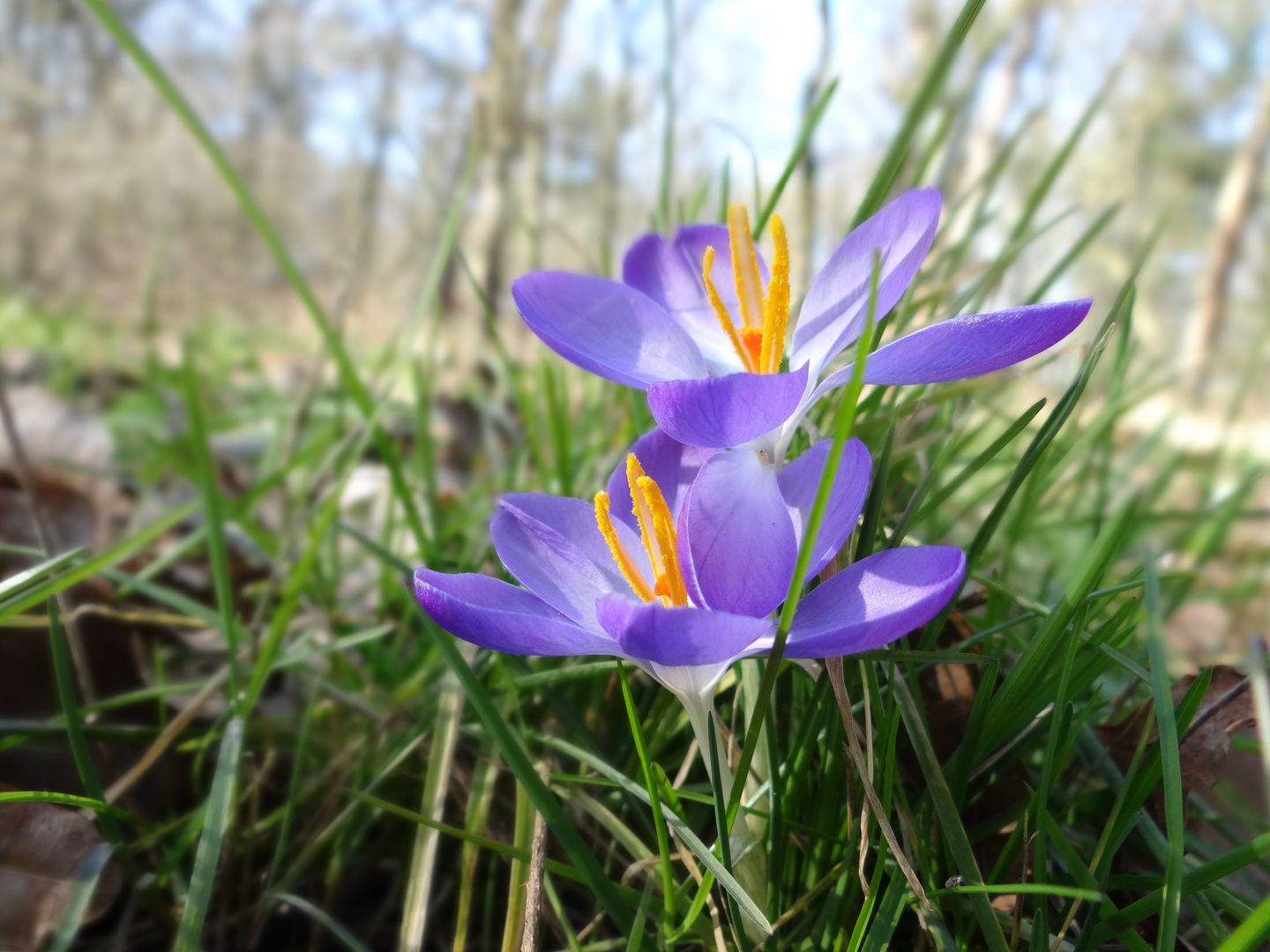 Frühling im Wald ,Originial