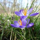 Frühling im Wald ,Originial