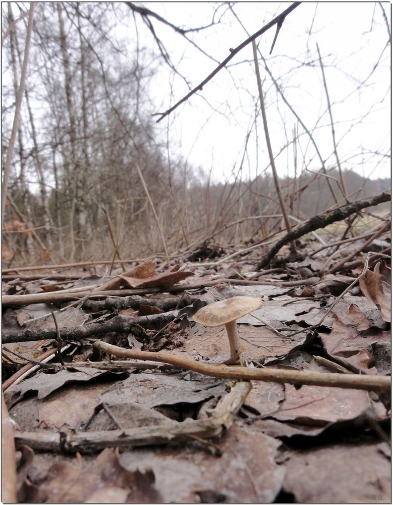 Frühling-im Wald sieht es noch anders aus..