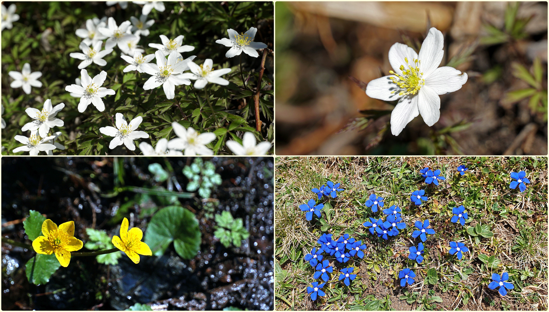 Frühling im Wald und auf der Wiese