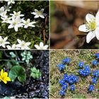 Frühling im Wald und auf der Wiese