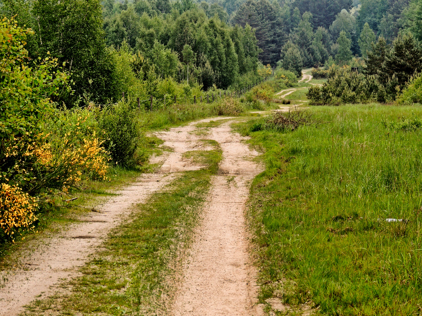 Frühling im Wald von Dauban (bei den Konic Pferden)