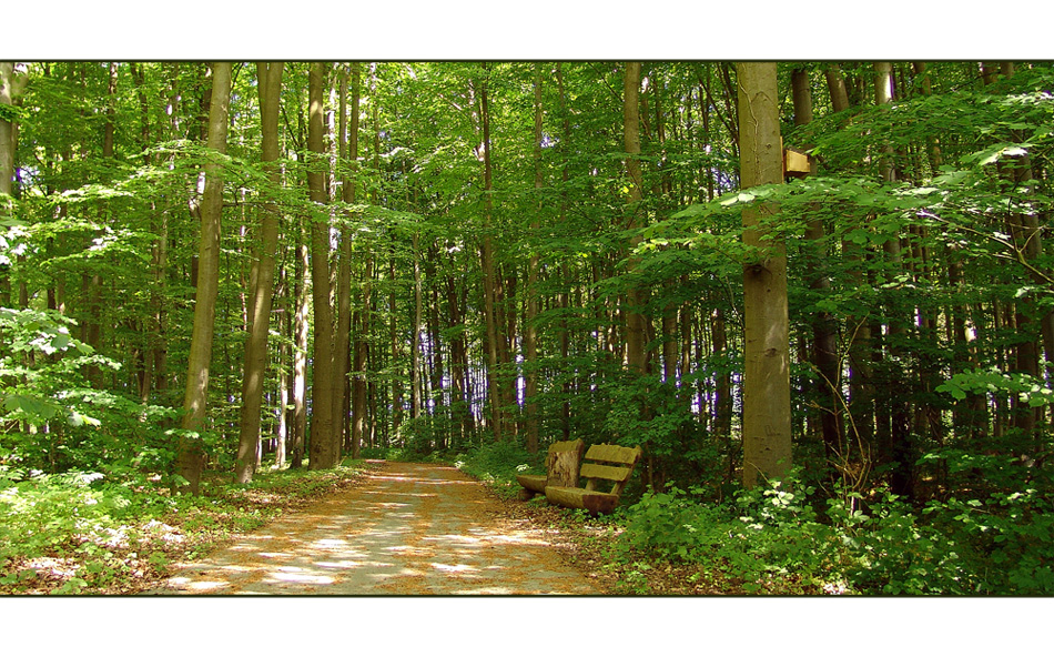 Frühling im Wald vor Kröpelin