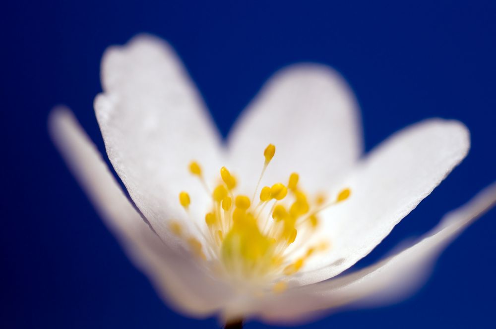 Frühling im Walde