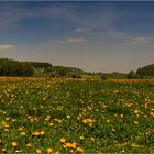 :: ~ Frühling im Waldecker Land ~ ::