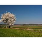 :: ~ Frühling im Waldecker Land ~ :: I