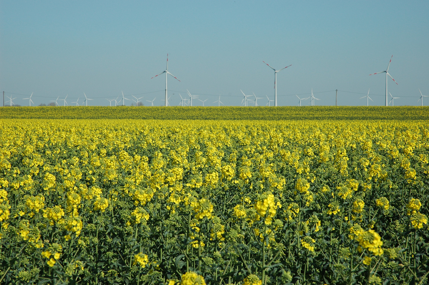 Frühling im Wangerland/Nordsee