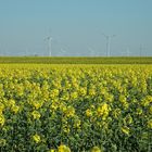 Frühling im Wangerland/Nordsee