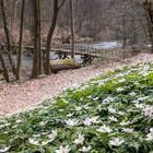 Frühling im Warnowtal