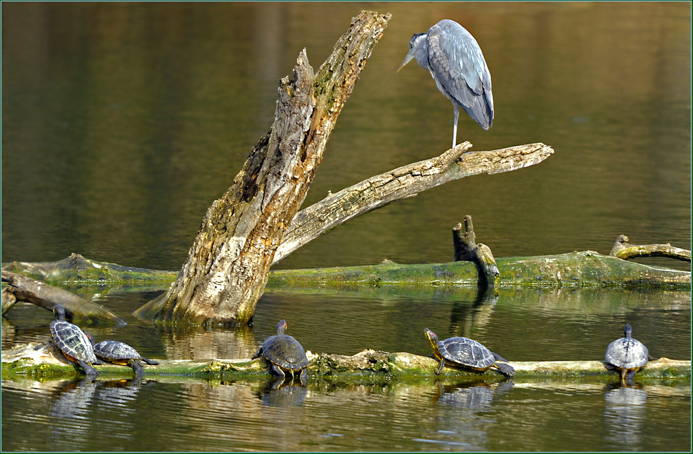 Frühling im Wasserpark