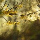 Frühling im Wasserpark