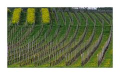 Frühling im Weinberg