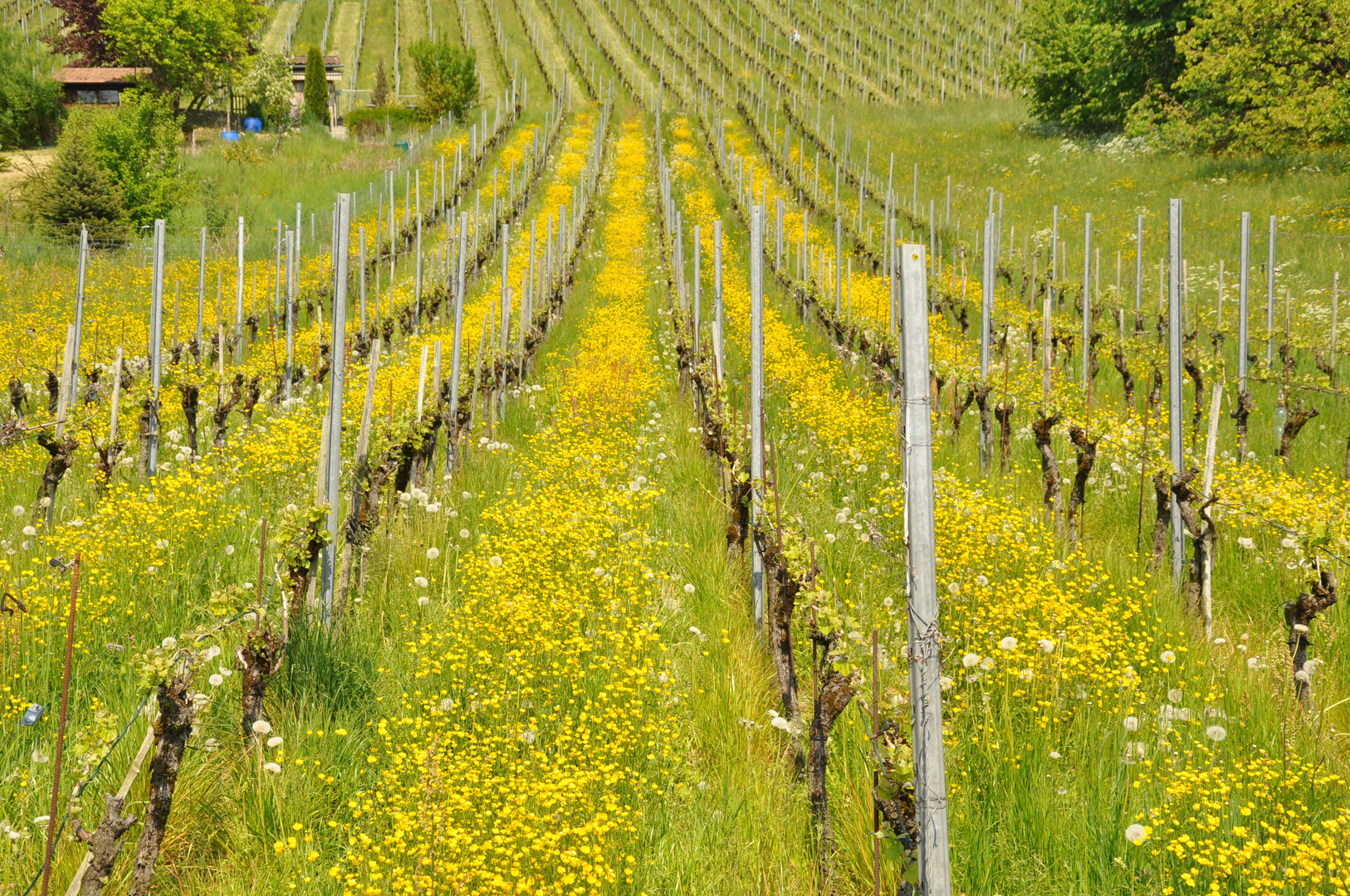 FRÜHLING IM WEINBERG