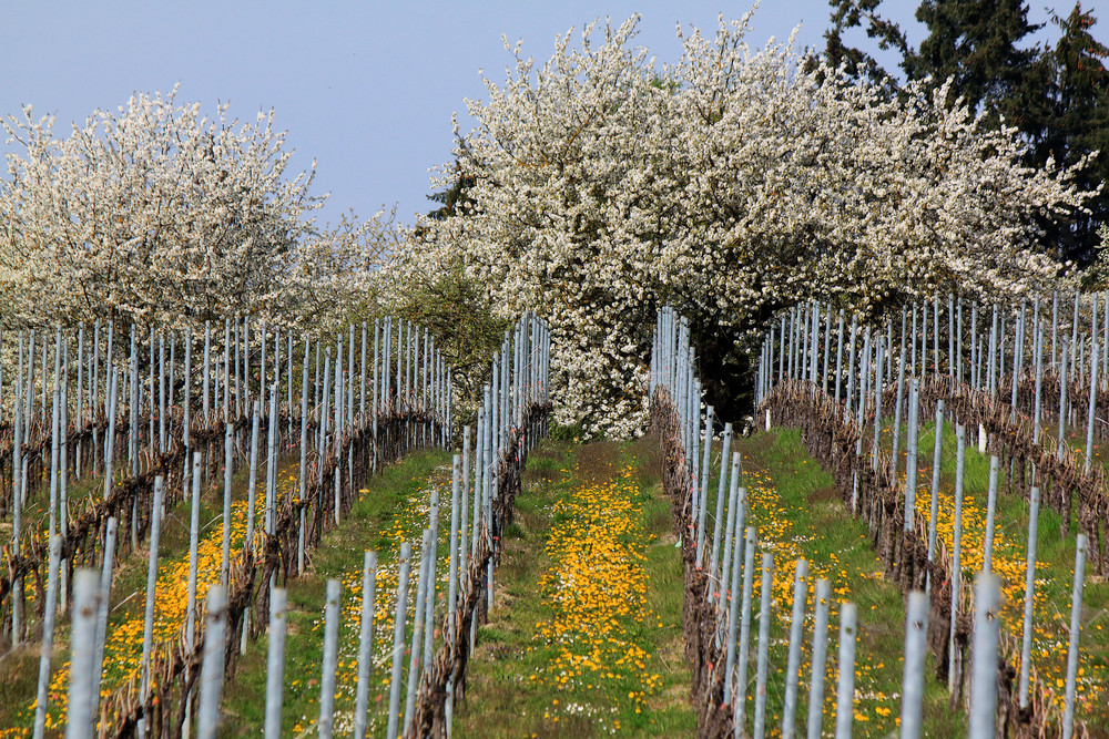 Frühling im Weinberg