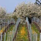 Frühling im Weinberg