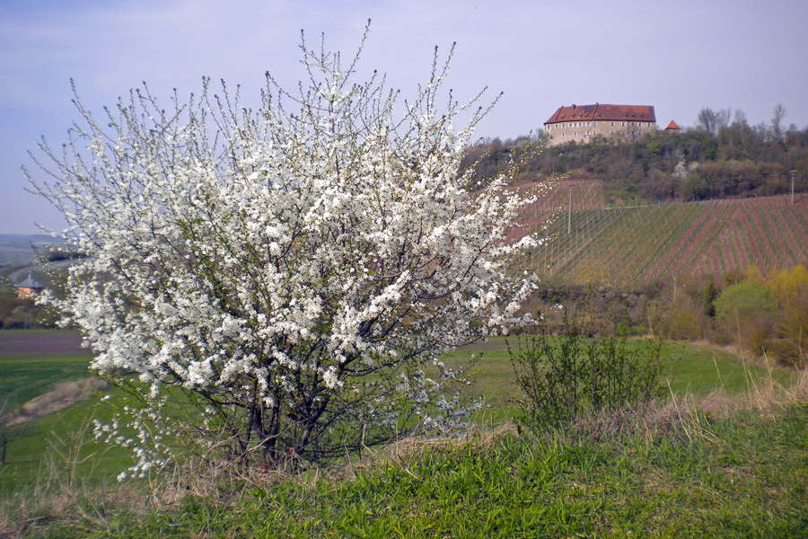 Frühling im Weinberg