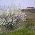 Frühling im Weinberg